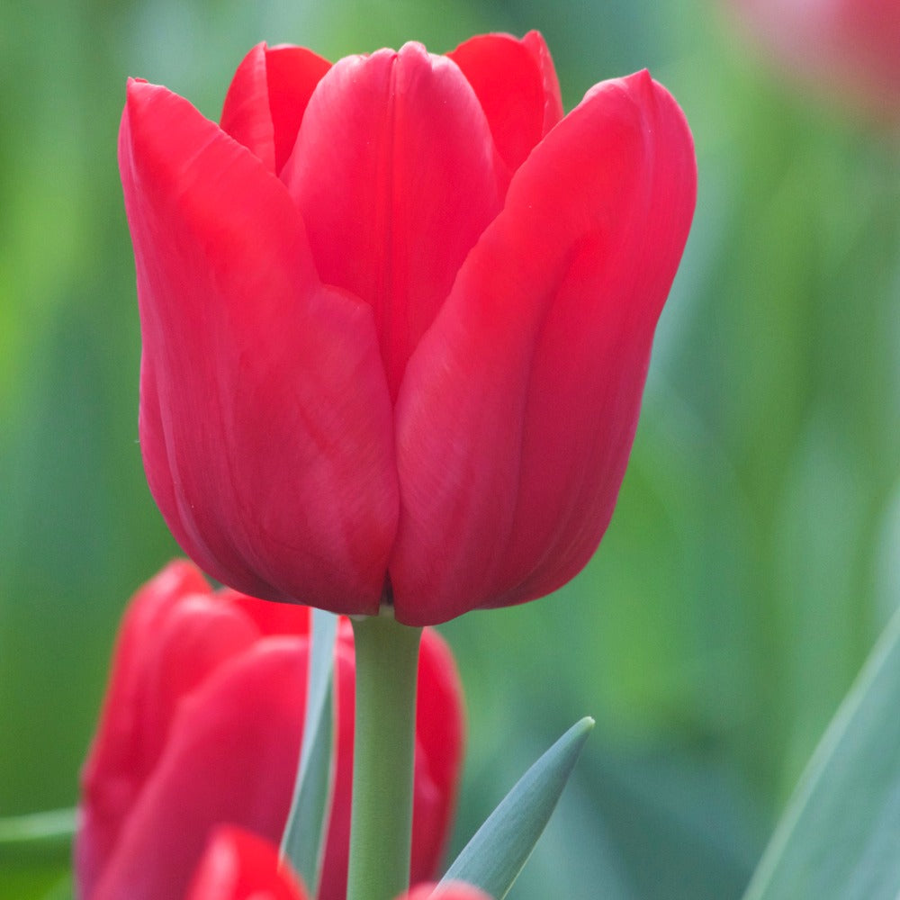 Triumph-Tulpen Ile de France - Willemse