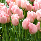Triumph-Tulpen Apricot Beauty - Willemse