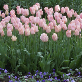 Triumph-Tulpen Apricot Beauty - Tulipa 'apricot beauty' - Willemse