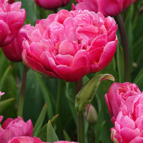 Doppelte Tulpen Amazing Grace - Tulipa 'amazing grace' - Willemse