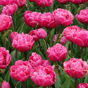 Doppelte Tulpen Amazing Grace - Willemse