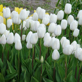 Triumph-Tulpen Royal Virgin - Tulipa 'royal virgin' - Willemse