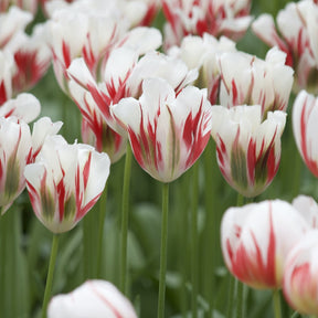 Viridiflora-Tulpen Flaming Spring Green - Willemse