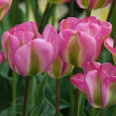 Viridiflora-Tulpen Groenland - Tulipa 'groenland' - Willemse