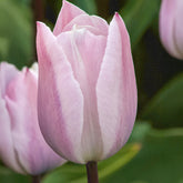 Triumph-Tulpen Silver Cloud - Willemse