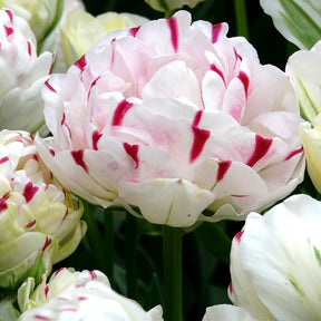 Tulpe 'Dance Line' gefüllt (x7) - Willemse