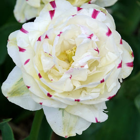Tulpe 'Dance Line' gefüllt (x7) - Tulipa Danceline - Willemse