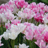 Pluriflores-Tulpen Candy Club - Tulipa Candy Club - Willemse