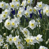 Narzissen Segovia (x5) - Narcissus 'segovia' - Blumenzwiebeln