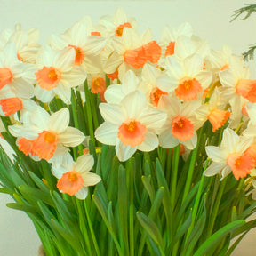 Narzissen Iwona (x5) - Narcissus cyclamineus Iwona - Willemse