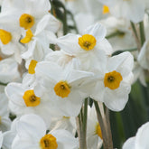 Narzissen Geranium (x5) - Narcissus 'geranium' - Willemse
