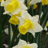 Narzissen Golden Echo (x7) - Willemse