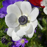 Anemonen coronaria - 'The Bride' - Willemse