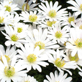 Griechische Anemonen White Splendour - Willemse