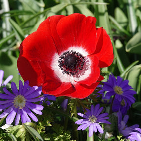 Anemonen coronaria - Rot - Willemse