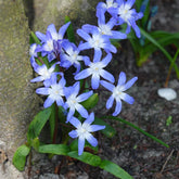 Schneeglanz ‘Forbesii’ (x20) - Chionodoxa 'forbesii' - Willemse