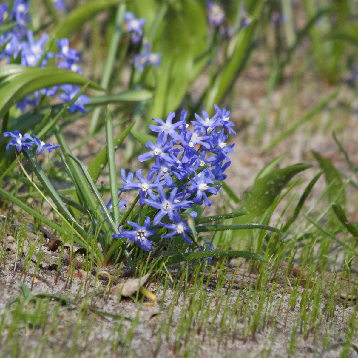 Schneeglanz Luciliae - Willemse