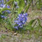 Schneeglanz Luciliae - Willemse