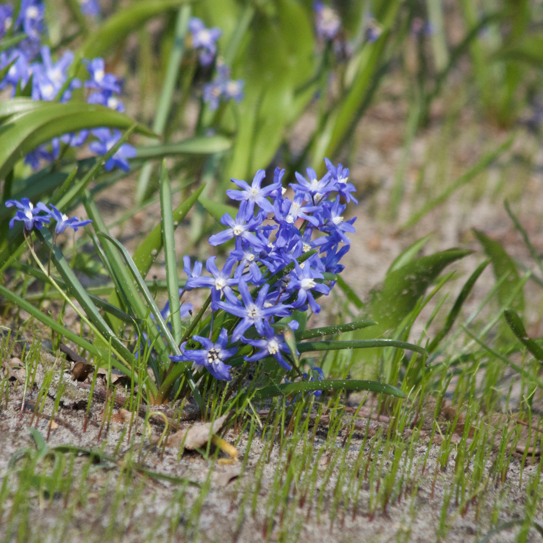 Schneeglanz Luciliae - Willemse