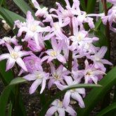 Schneeglanz Pink Giant - Chionodoxa 'pink giant' - Willemse