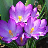 Hybridkrokusse Ruby Giant - Willemse