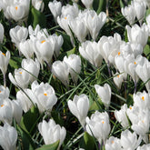 Krokus 'Jeanne d'Arc' (x10) - Crocus 'jeanne d'arc' - Willemse
