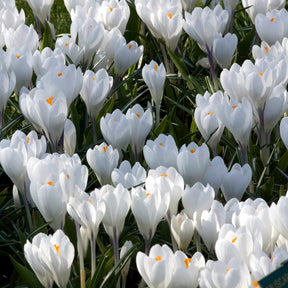 Krokus 'Jeanne d'Arc' (x10) - Willemse