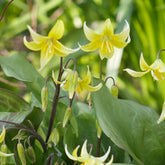 Hundszahn-Lilie 'Pagoda' - Erythronium 'pagoda' - Willemse
