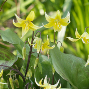 Hundszahn-Lilie 'Pagoda' - Erythronium 'pagoda' - Willemse