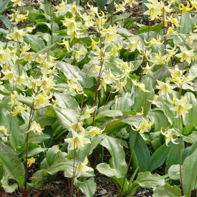 Erythronium 'pagoda' - Hundszahn-Lilie 'Pagoda' - Frühlingszwiebeln