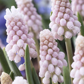 Rosa Traubenhyazinthen 'Pink Sunrise' - Muscari 'pink sunrise' - Willemse