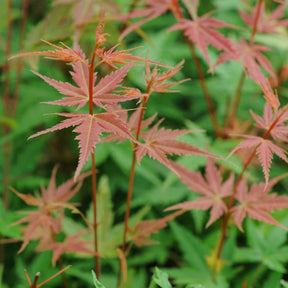 Japanischer Ahorn - Fächerahorn Phoenix - Acer palmatum phoenix