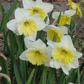 Frühlingsblumenzwiebeln für rot-weißes Beet - Zwiebelmix - Willemse