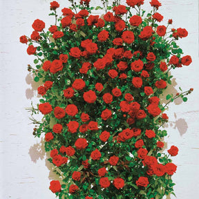 Kletterrosen - Kletterrose Rosa 'Santana' rot - Rosa santana ®