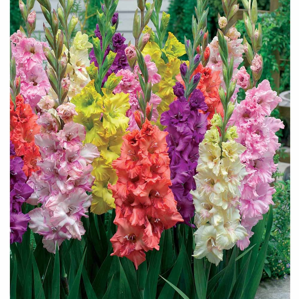 Gladiole Mischung 'Parkiet' (x25) - Gladiolus