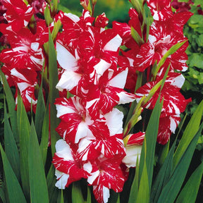 Großblütige Gladiole 'Zizanie' (x25) - Gladiolus zizanie - Gladiolen