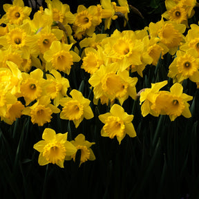 Narzissen 'Dutch Master' (x5) - Narcissus 'dutch master'