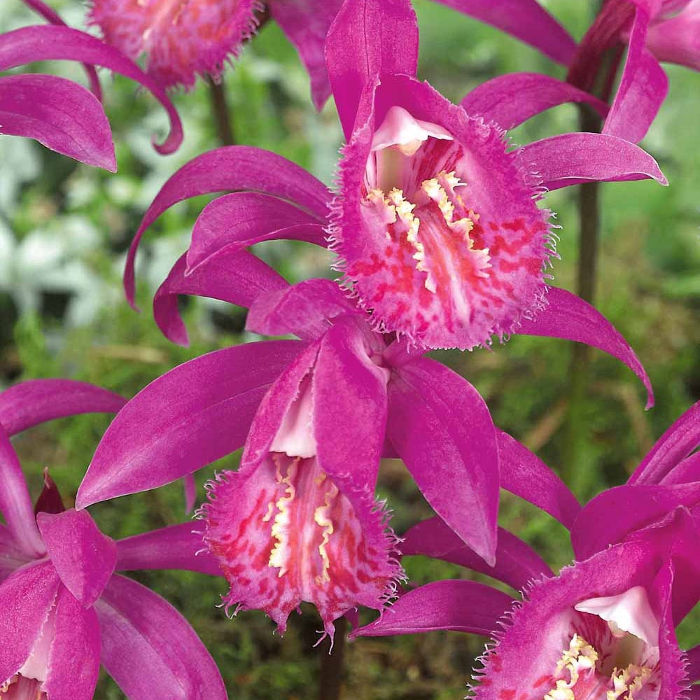 Orchidee 'Pleione Tongariro' - Pleione tongariro