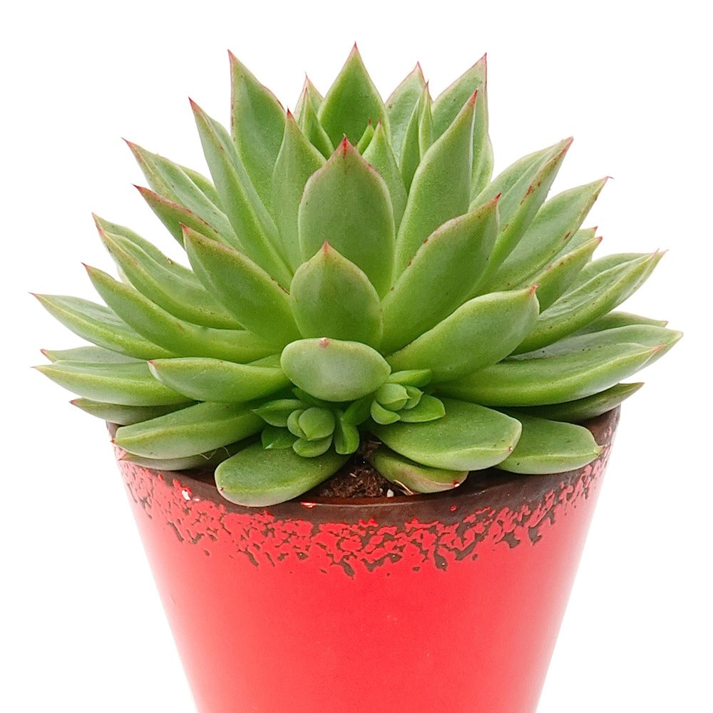 Sukkulente Echeveria agavoides - Echeveria agavoides - Nach Sorten