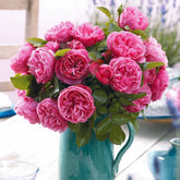 Rose 'Leonardo da Vinci' - Rosa floribunda Leonardo Da vinci ® Meideauri - Willemse