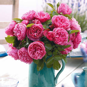 Rose 'Leonardo da Vinci' - Rosa floribunda Leonardo Da vinci ® Meideauri - Willemse