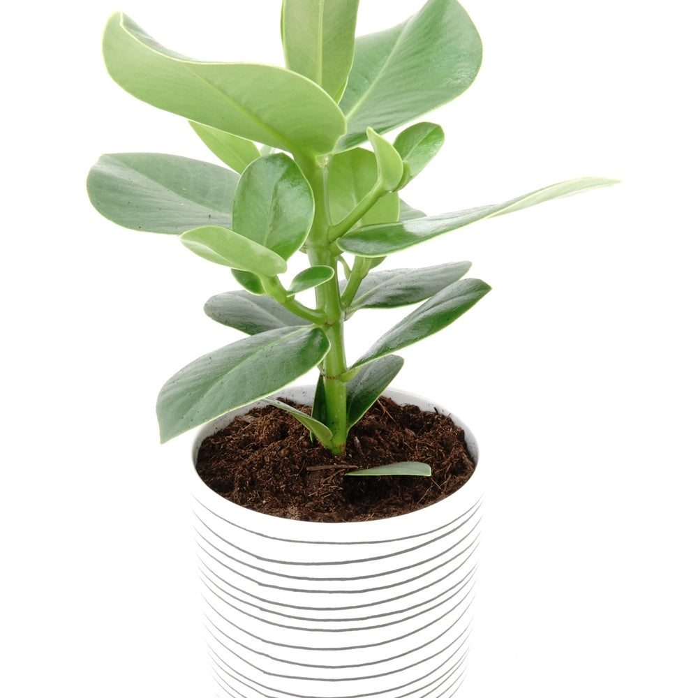 Balsamapfel 'Princess' - Clusia rosea princess - Willemse