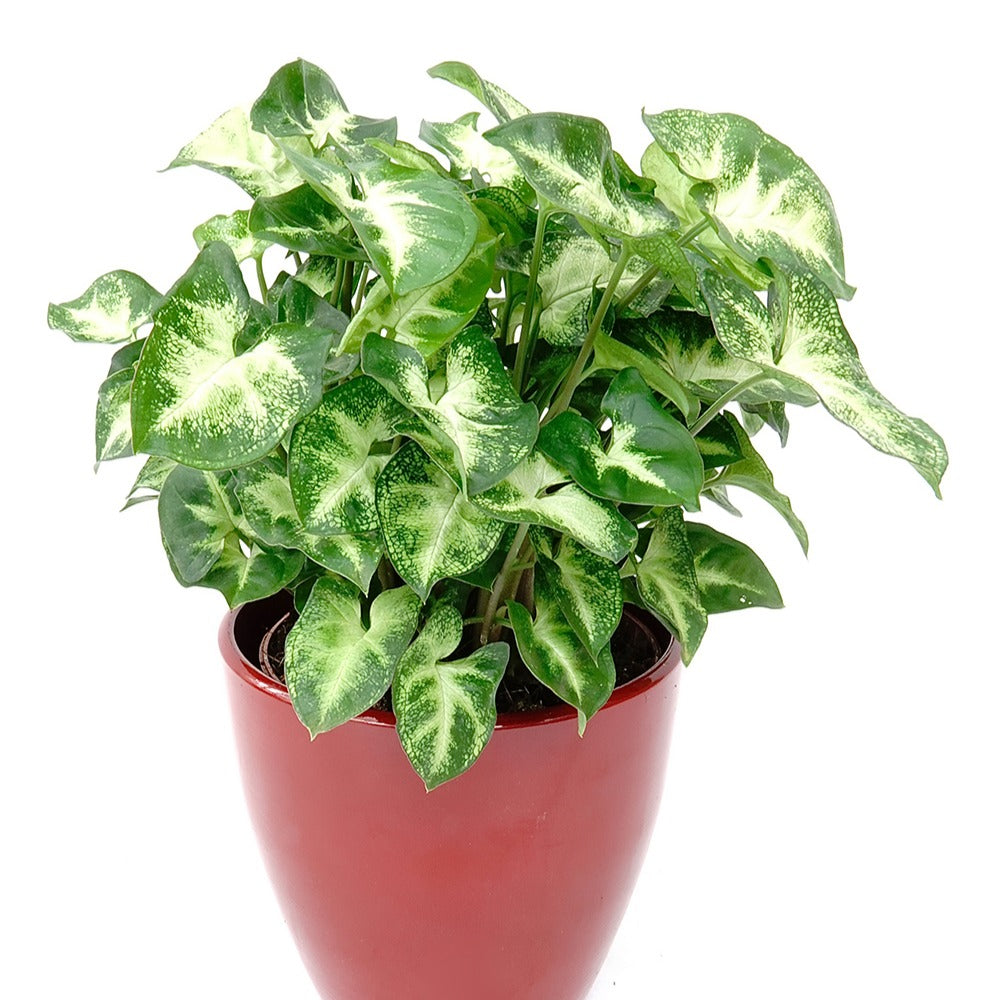 Purpurtute 'Pixie' - Syngonium pixie