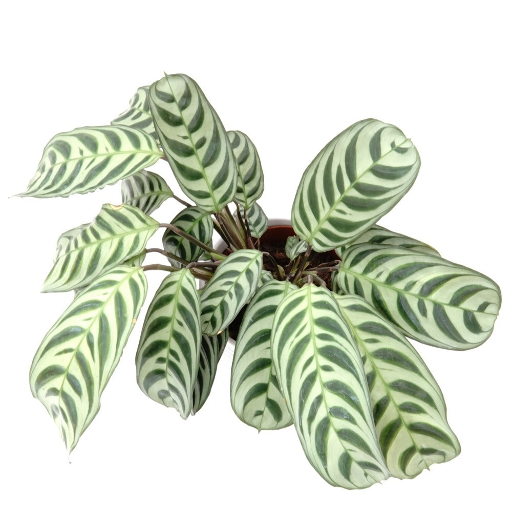 Verkauf Korbmarante - Ctenanthe burle-marxii