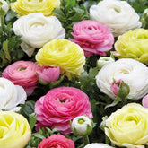 Ranunkel Mischung 'Pastell' (x30) - Ranunculus - Ranunkel