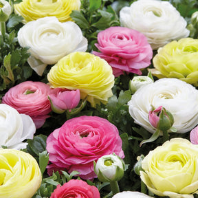 Ranunkel Mischung 'Pastell' (x30) - Ranunculus - Ranunkel