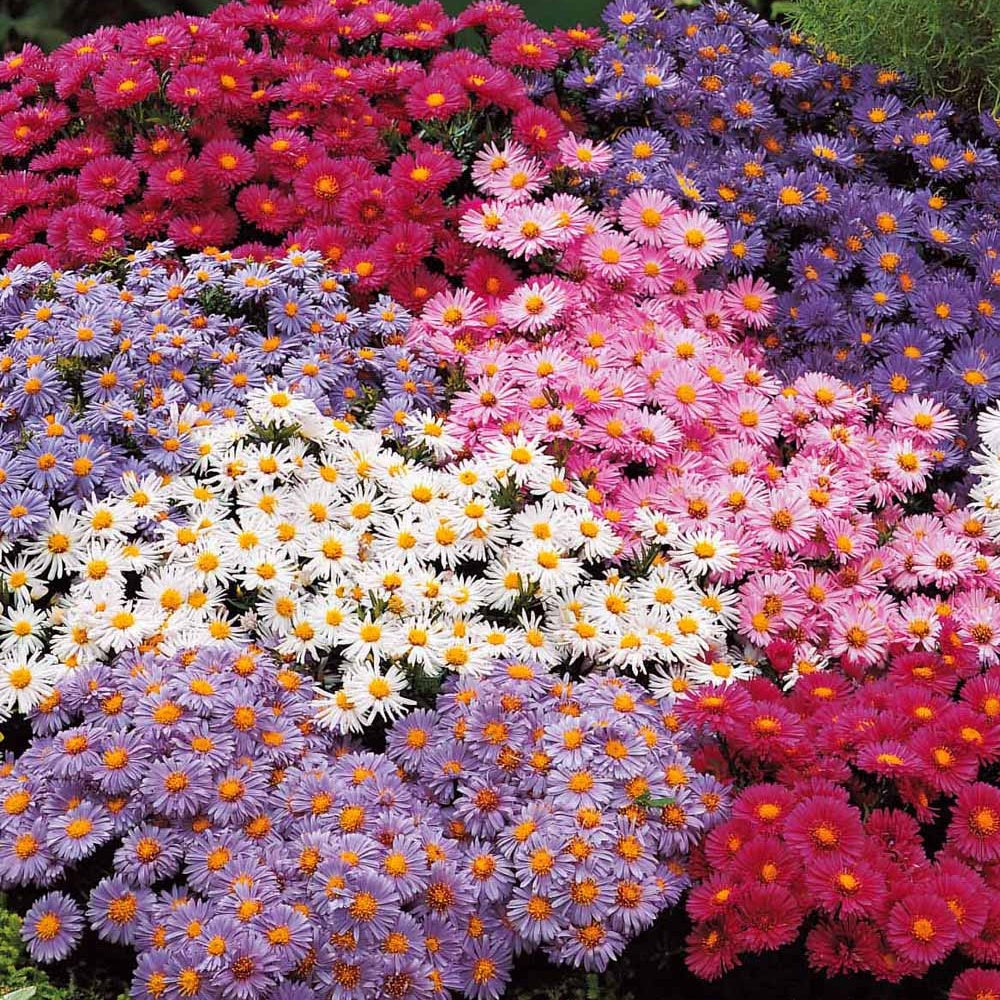 Kissen-Aster Mischung (x4) - Aster dumosus
