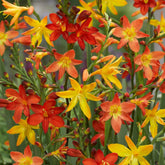 Crocosmia - Montbretie - Montbretien Mischung (x30) - Crocosmia