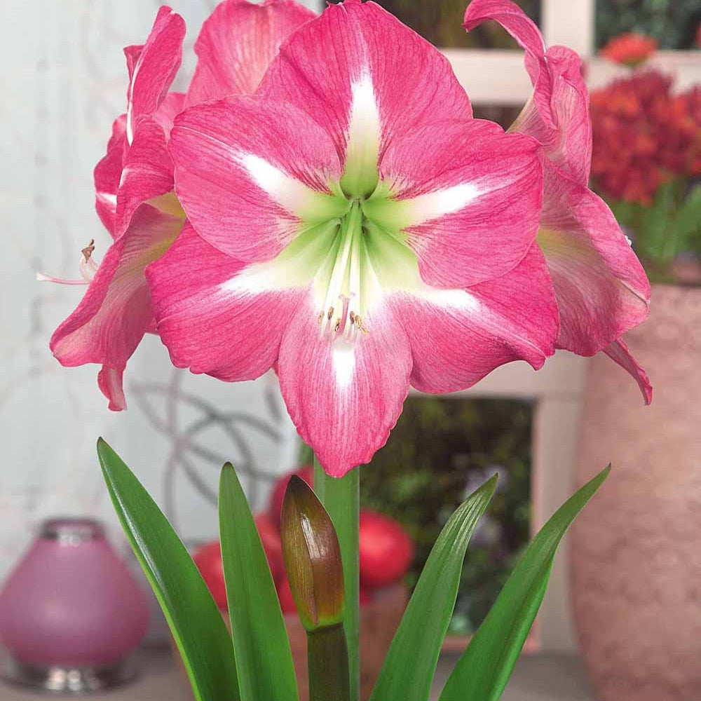 Amaryllis - Amaryllis exposure - Blumenzwiebeln Frühlingsblüher