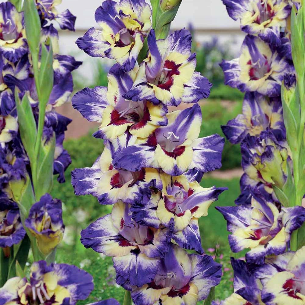 Gladiole 'Circus Club' (x25) - Gladiolus circus club